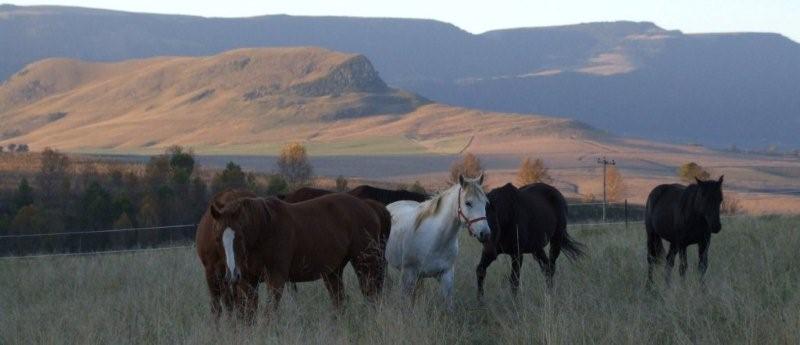 Horses View
